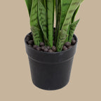 Snake Plant (Sansevieria) - TidyPlant