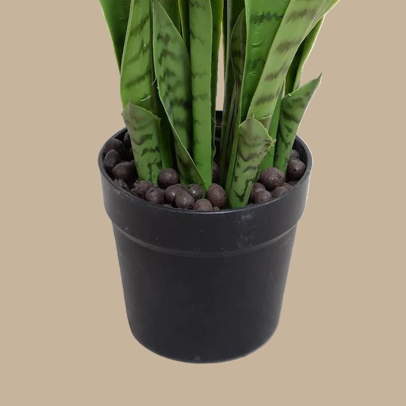 Snake Plant (Sansevieria) - TidyPlant