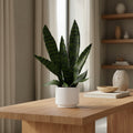 Tabletop Sansevieria Snake Plant