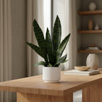 Tabletop Sansevieria Snake Plant