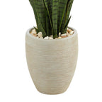 3.5' Sansevieria Snake Plant