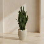 Potted snake plant with a white planter on a white background