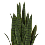 3.5' Sansevieria Snake Plant