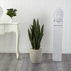 3.5' Sansevieria Snake Plant