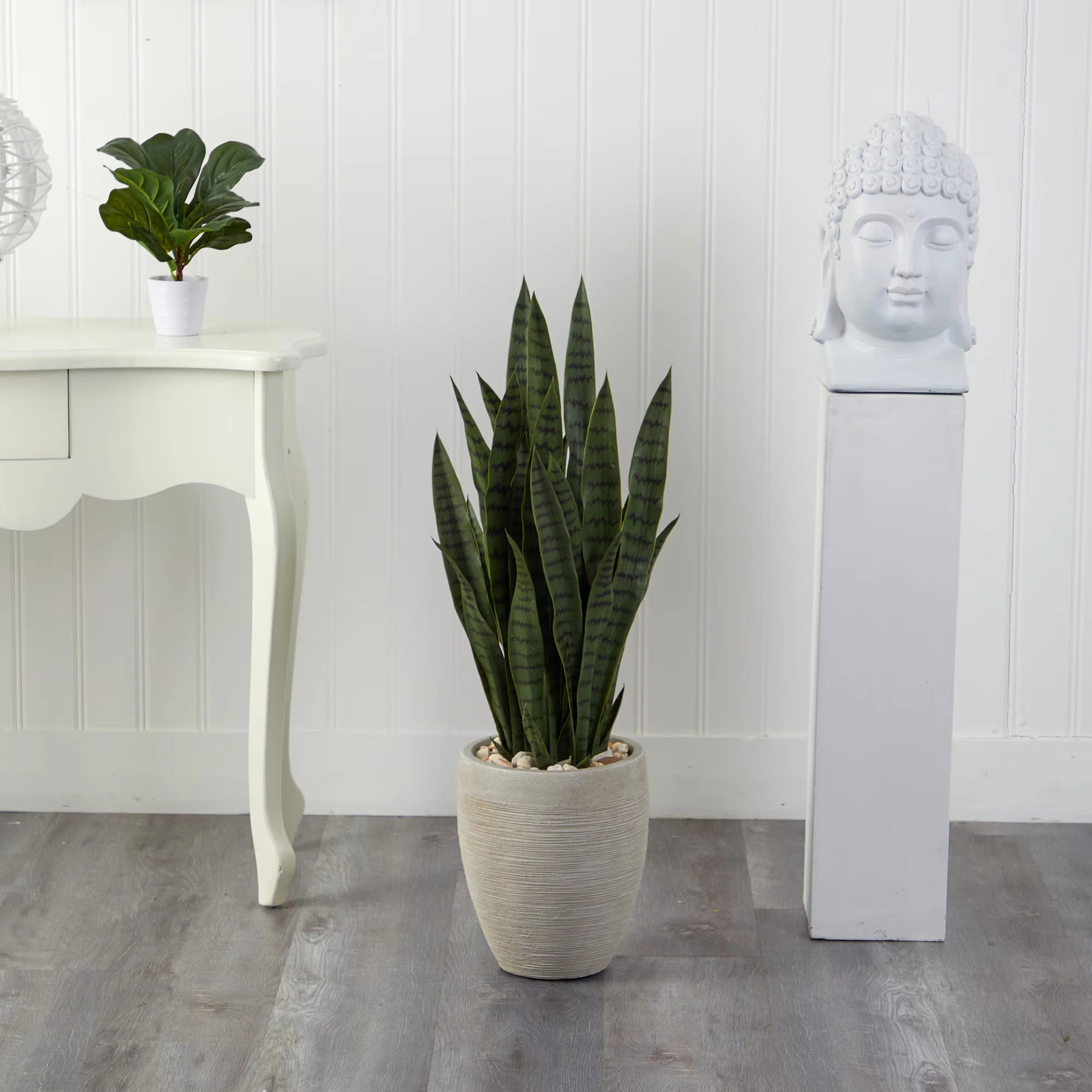 3.5' Sansevieria Snake Plant