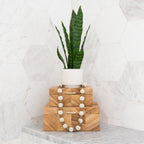 Tabletop Sansevieria Snake Plant