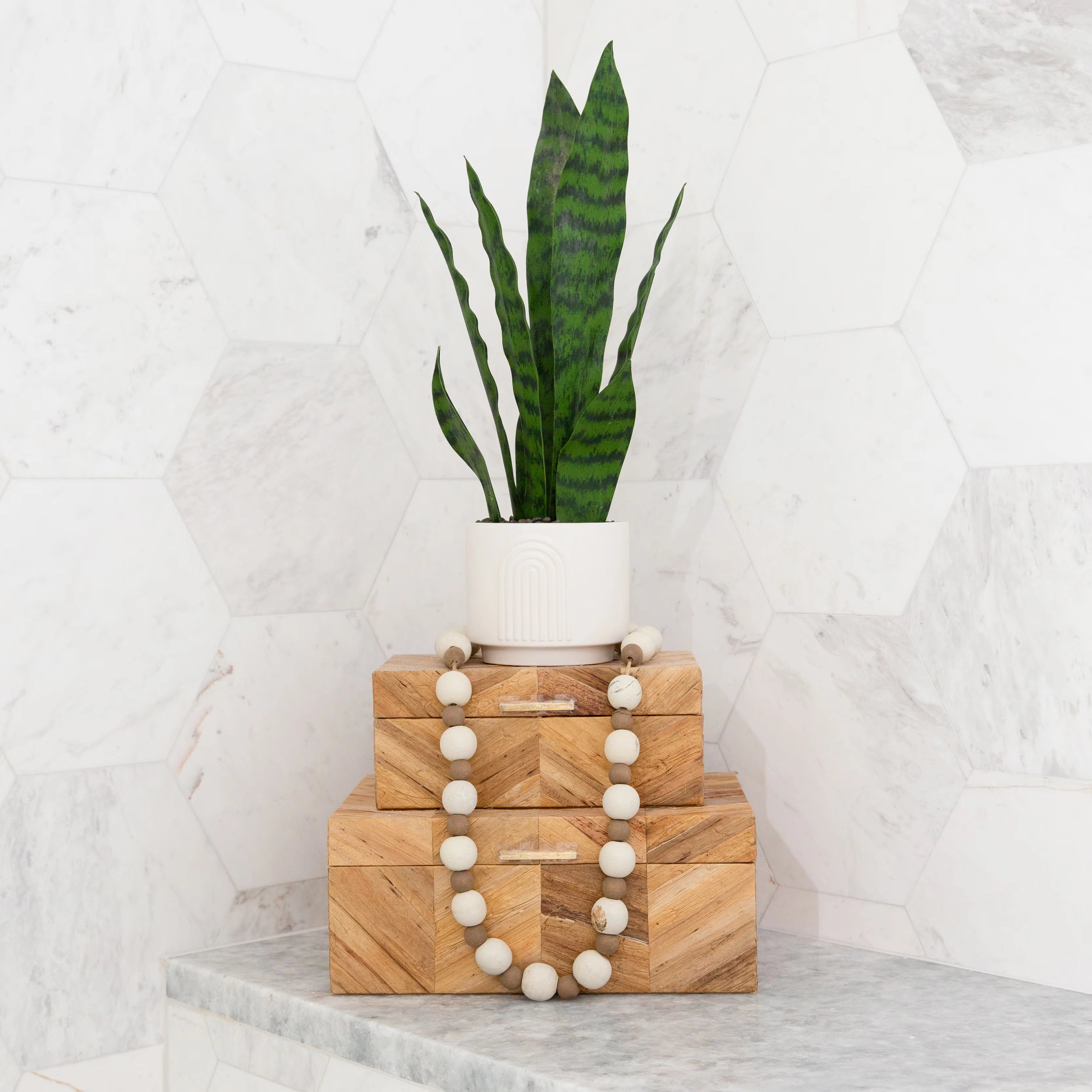 Tabletop Sansevieria Snake Plant