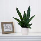 Tabletop Sansevieria Snake Plant