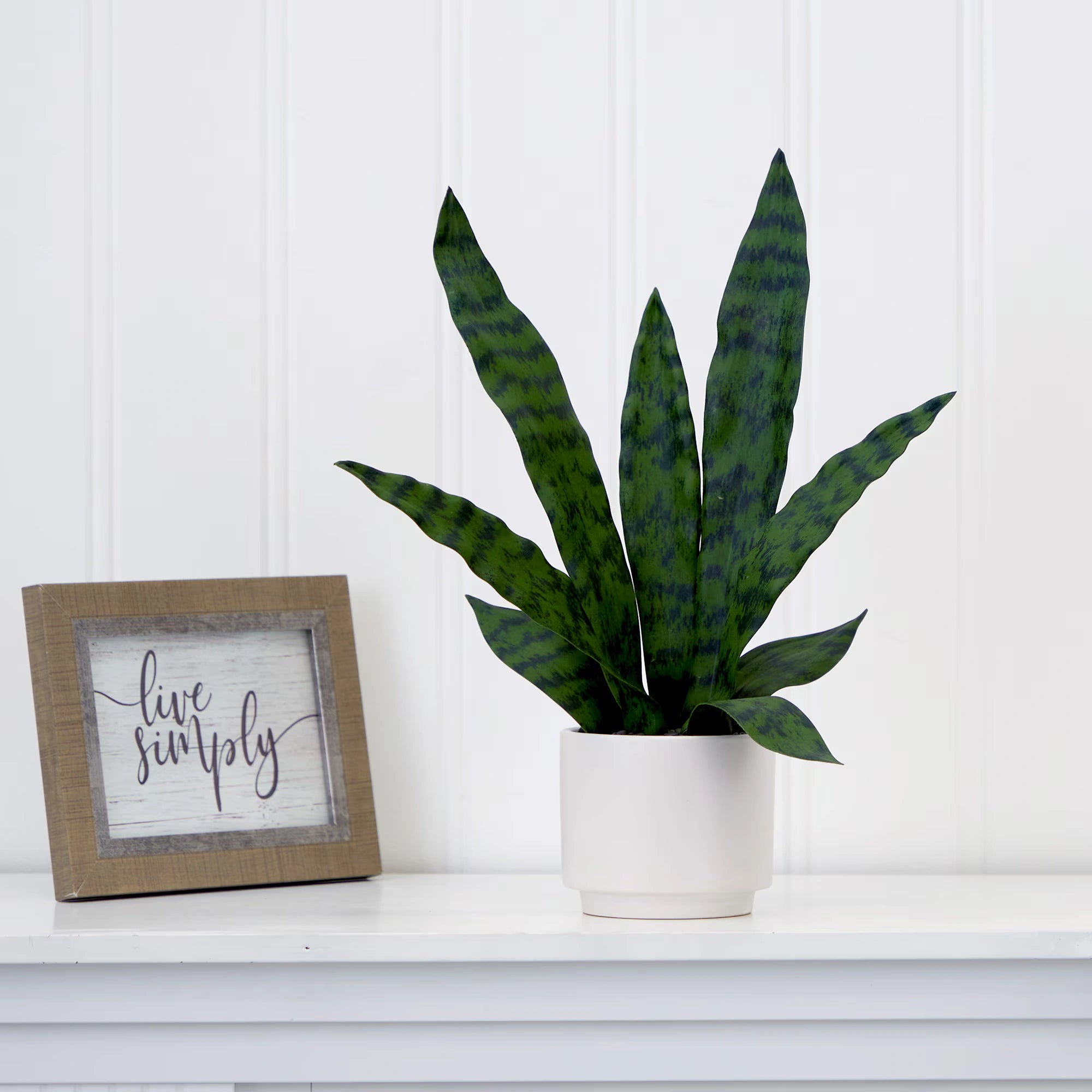 Tabletop Sansevieria Snake Plant