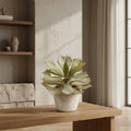 Southwestern Succulent - TidyPlant