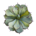 Southwestern Succulent - TidyPlant