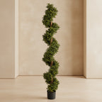 6’ Boxwood Spiral Topiary