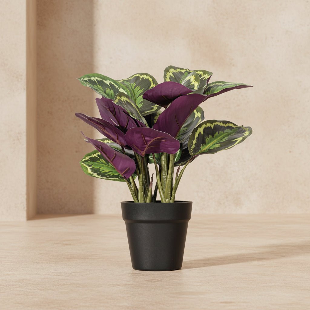 Striped Calathea Plant - TidyPlant