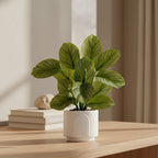 Striped Calathea Plant - TidyPlant