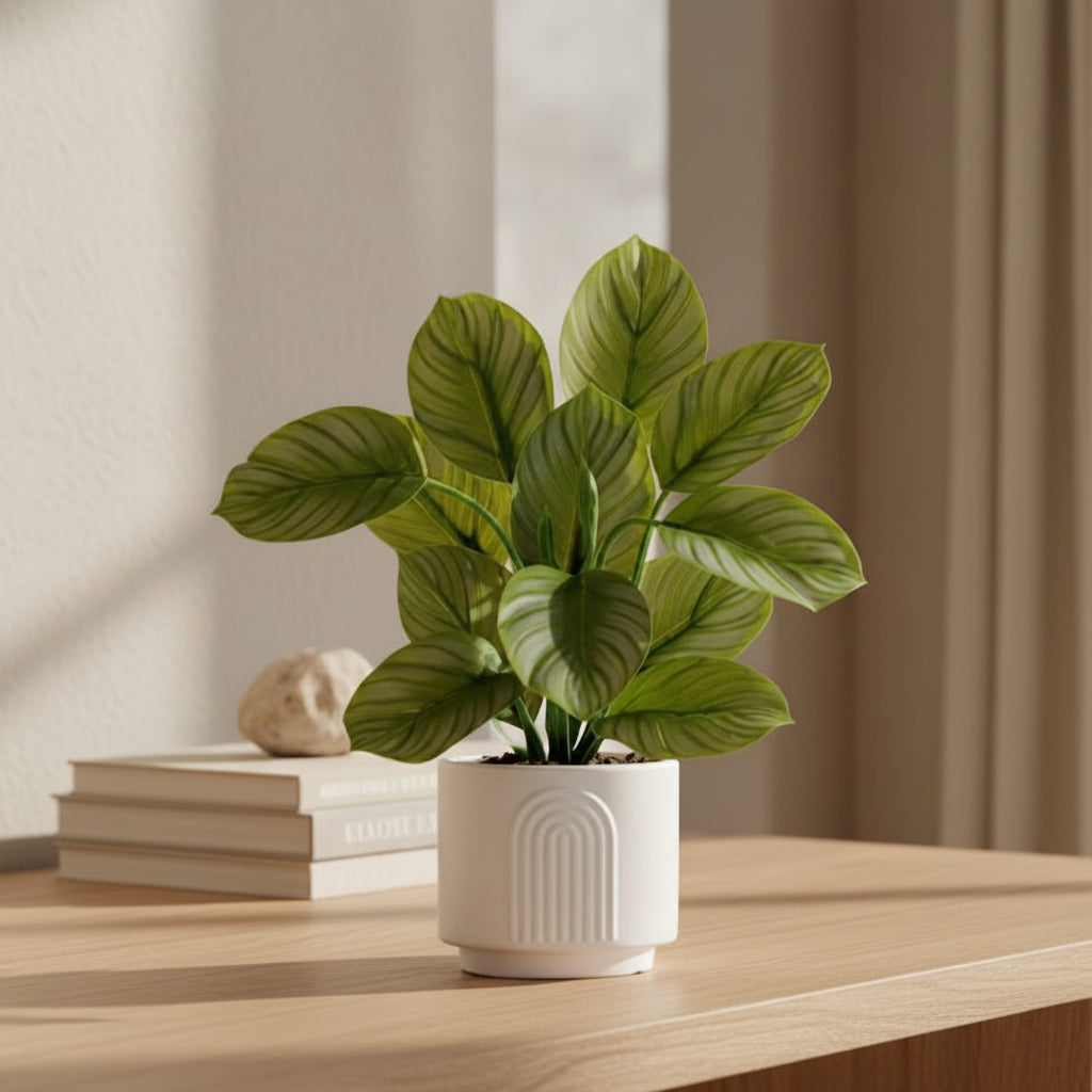 Striped Calathea Plant - TidyPlant