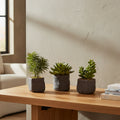 Three potted plants with green foliage on a white background