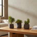 Three potted plants with green foliage on a white background