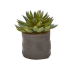 Green succulent plant in a gray pot on a white background