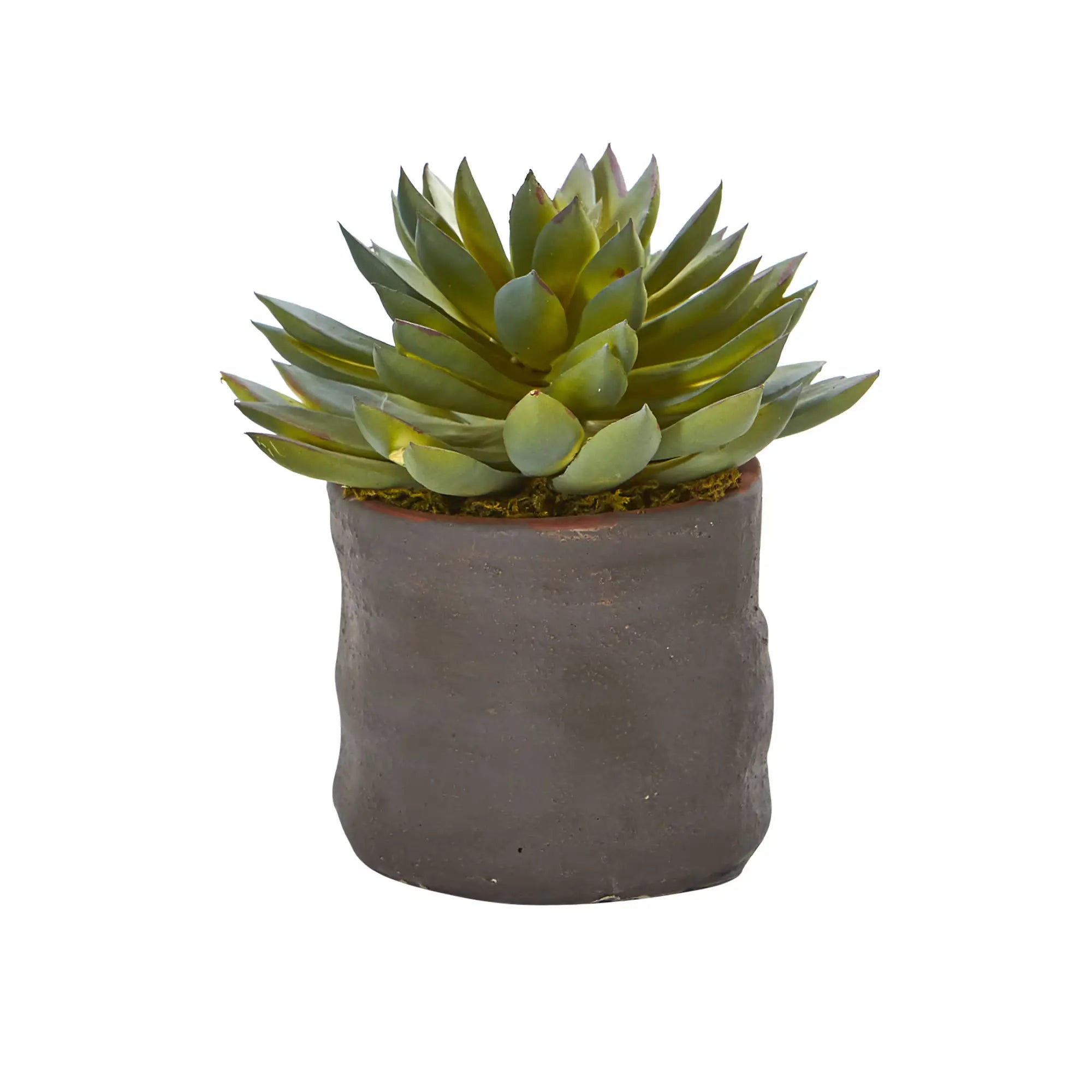 Green succulent plant in a gray pot on a white background