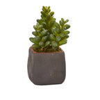 Mixed Succulent Trio