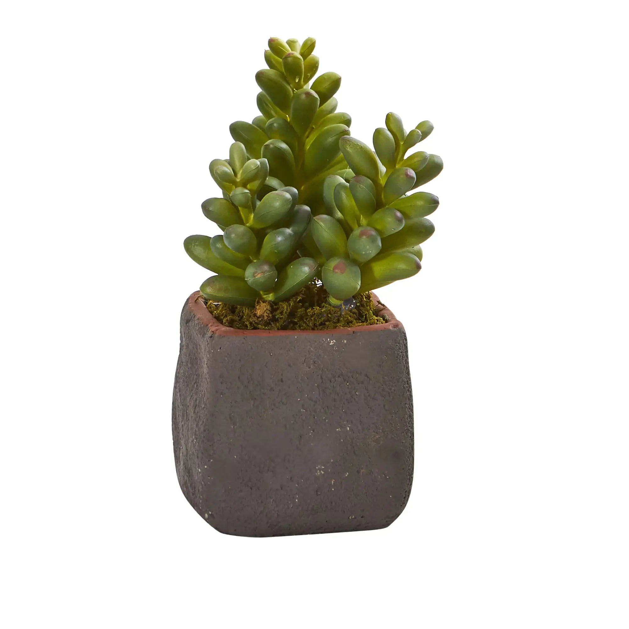 Mixed Succulent Trio