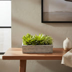 Succulent Garden - TidyPlant