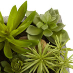 Succulent Garden - TidyPlant