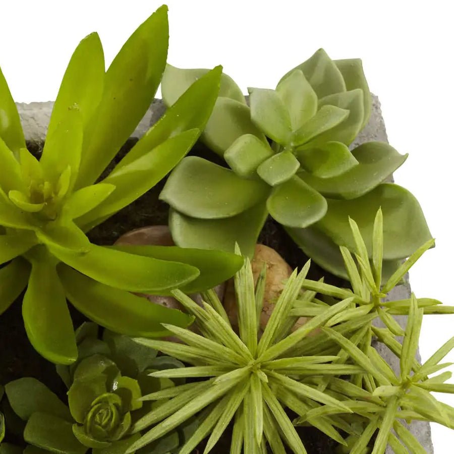 Succulent Garden - TidyPlant