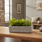 Succulent Garden - TidyPlant