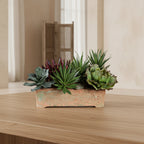 Succulents Arrangement - TidyPlant