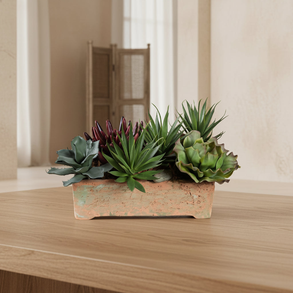 Succulents Arrangement - TidyPlant