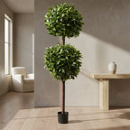 Sweet Bay Double Ball Topiary - TidyPlant