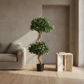 Sweet Bay Double Ball Topiary - TidyPlant