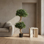 Sweet Bay Double Ball Topiary - TidyPlant