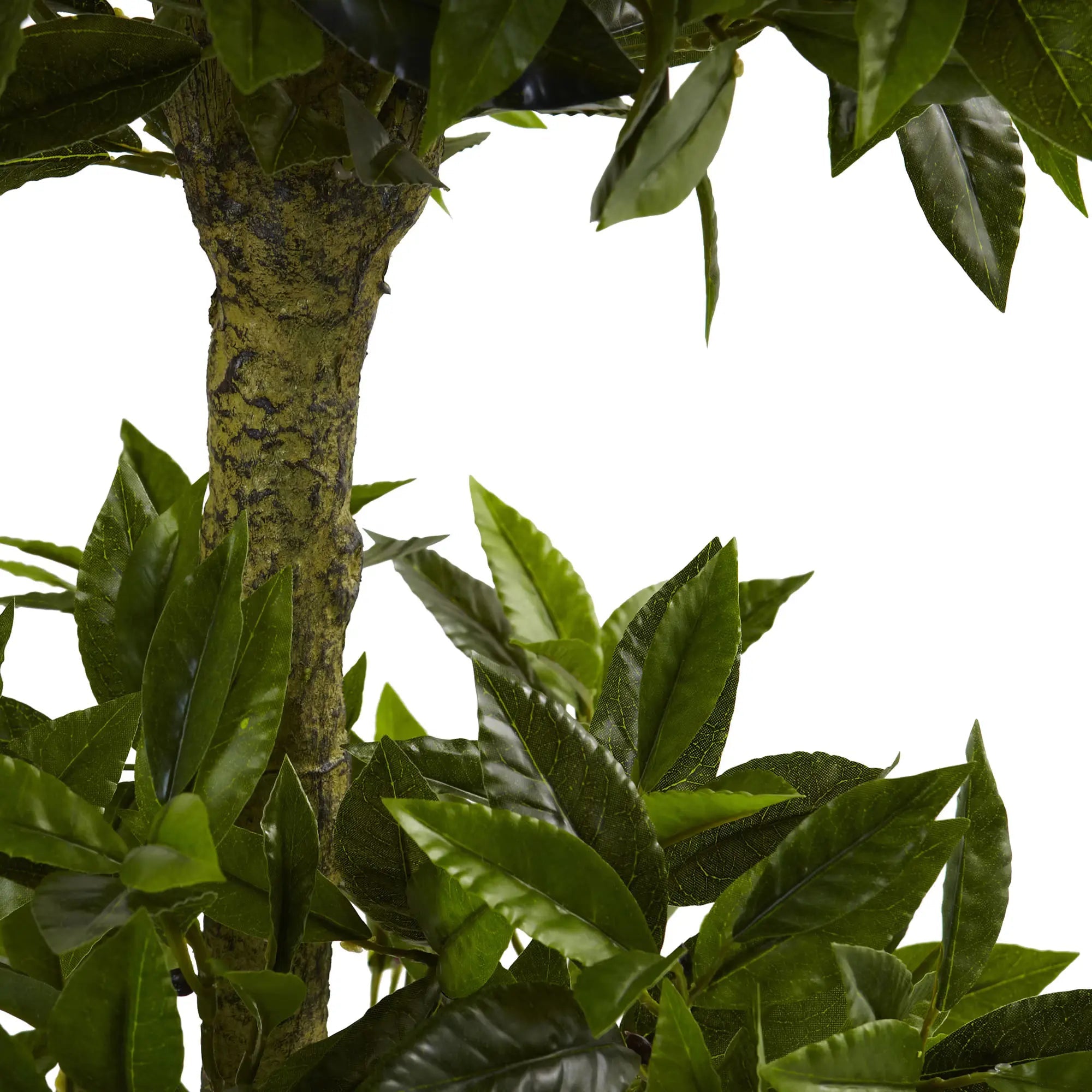 Sweet Bay Double Ball Topiary - TidyPlant