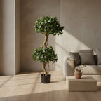Sweet Bay Double Ball Topiary - TidyPlant