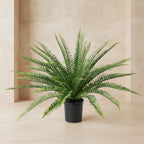Sword Fern - TidyPlant