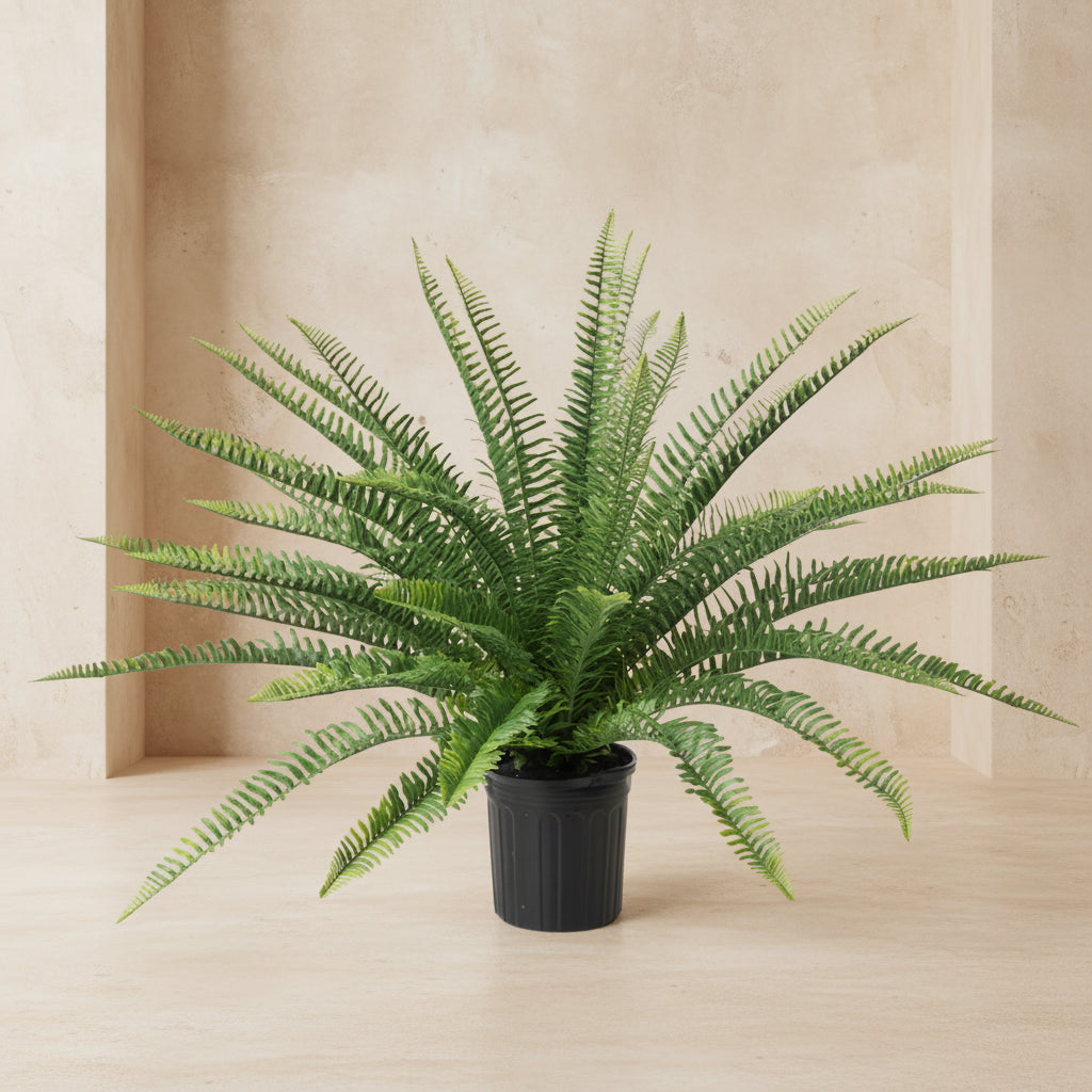 Sword Fern - TidyPlant