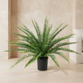 Sword Fern - TidyPlant