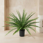 Sword Fern - TidyPlant