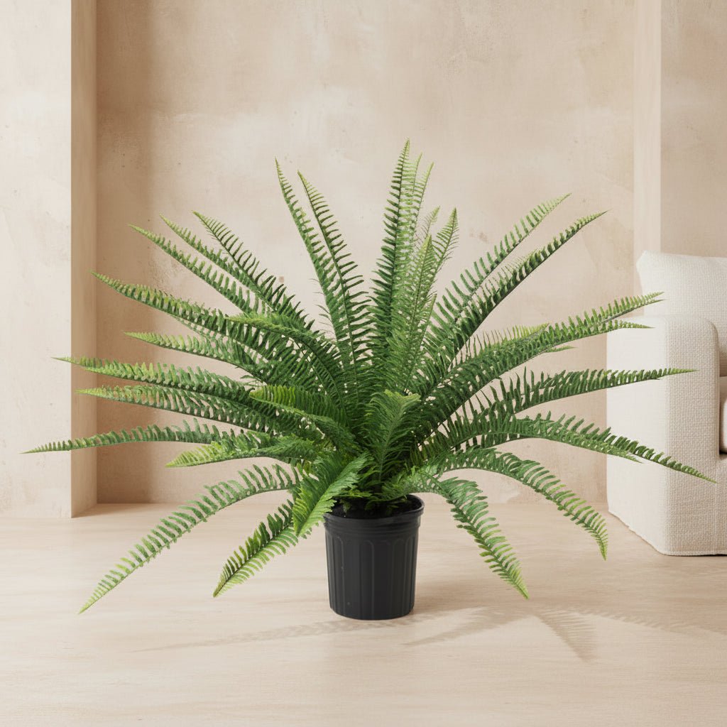 Sword Fern - TidyPlant