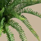 Sword Fern - TidyPlant