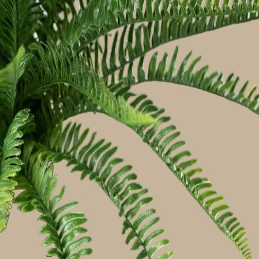 Sword Fern - TidyPlant