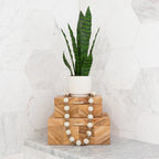 Tabletop Sansevieria Snake Plant - TidyPlant