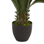Tall Agave Plant - TidyPlant