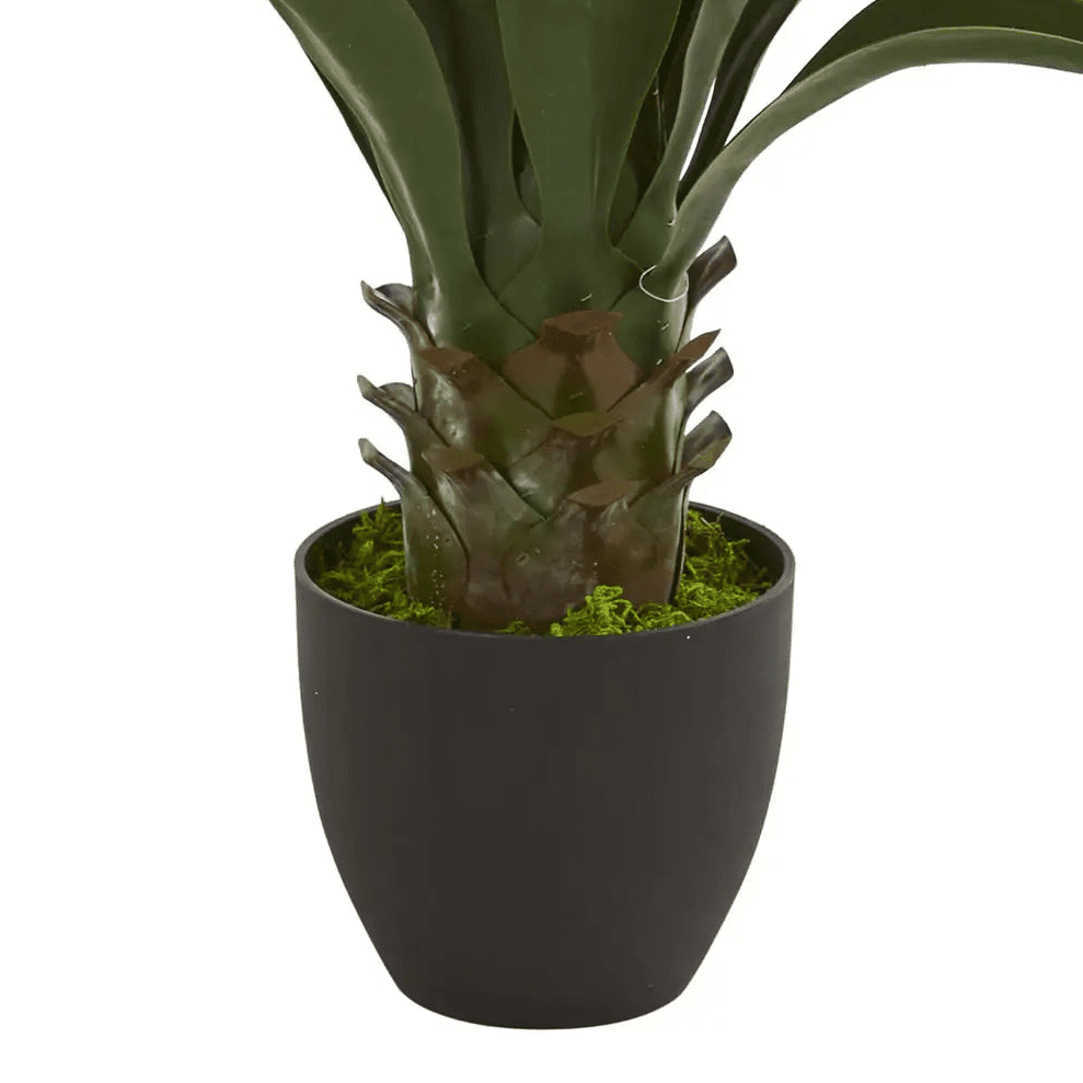 Tall Agave Plant - TidyPlant