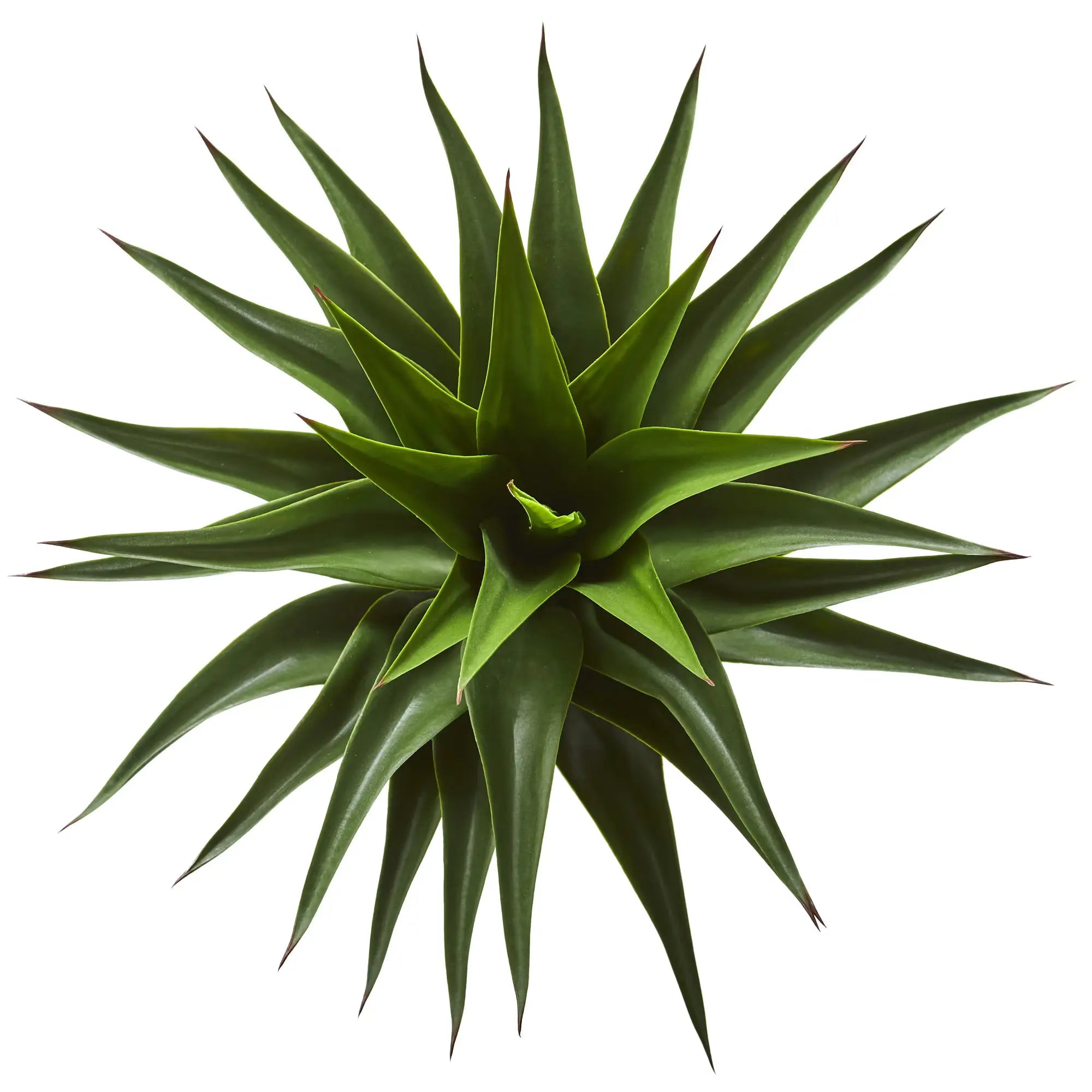 Tall Agave Plant - TidyPlant