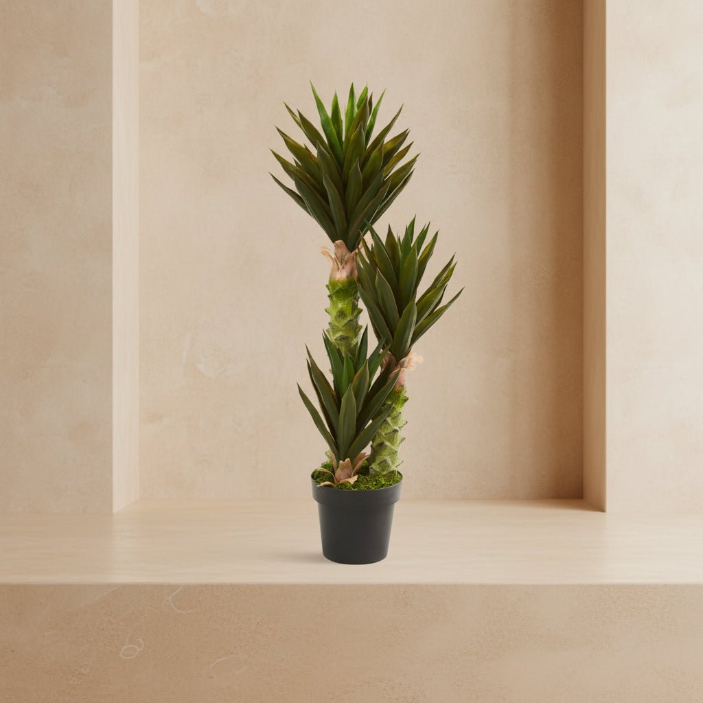 Tall Agave Succulent - TidyPlant