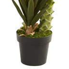 Tall Agave Succulent - TidyPlant