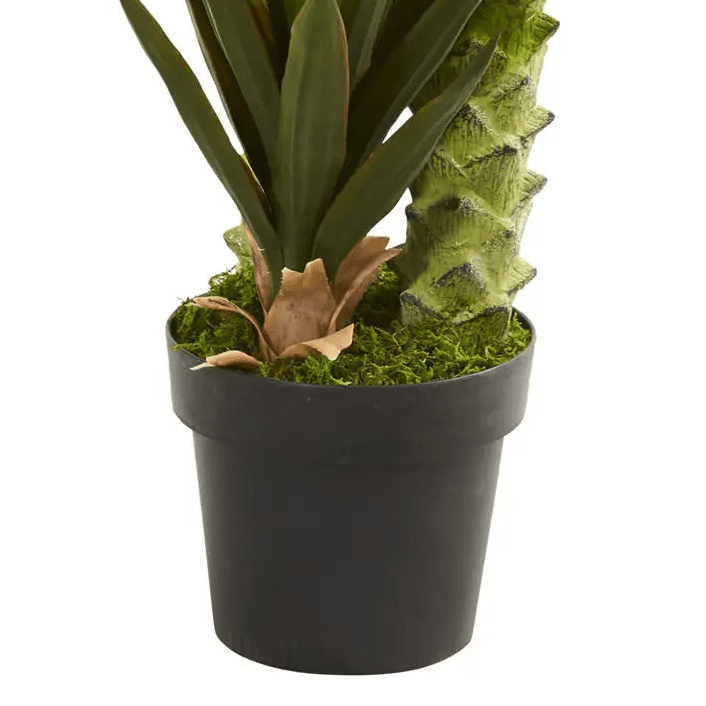 Tall Agave Succulent - TidyPlant
